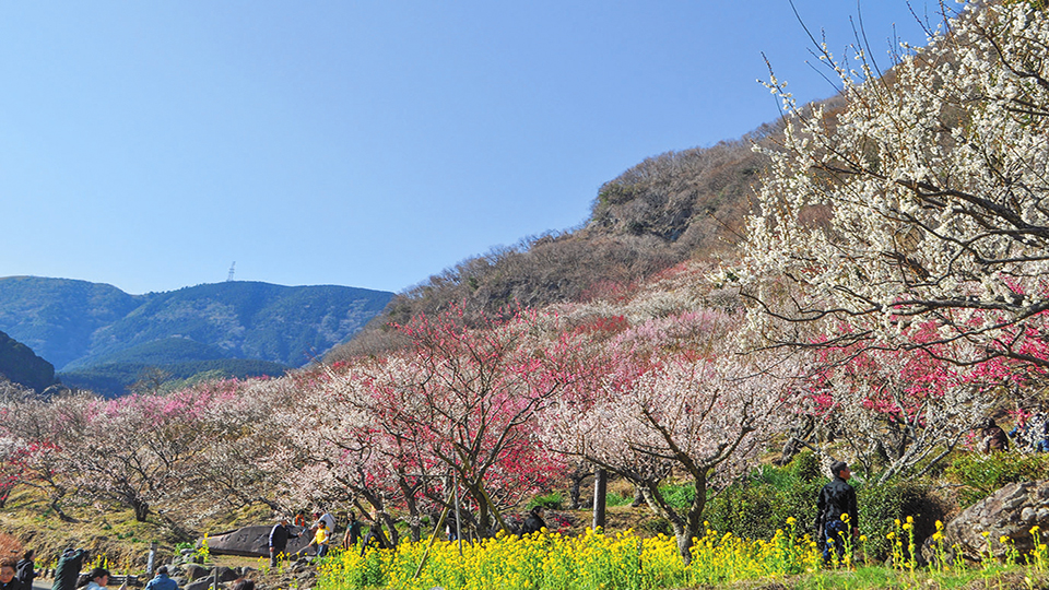 幕山 の写真